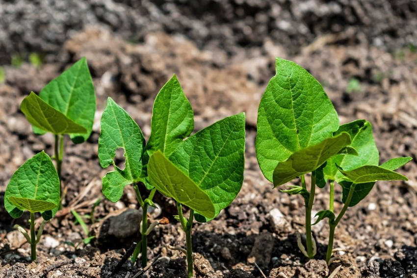 Bean Seedlings